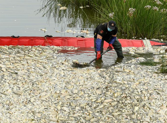 إزالة الأسماك الميتة من نهر أودر في حوض صيد