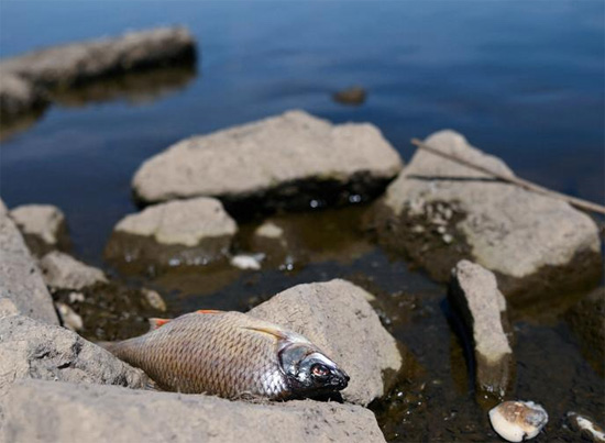 سمكة ميتة على ضفة نهر أودر على الحدود الألمانية البولندية