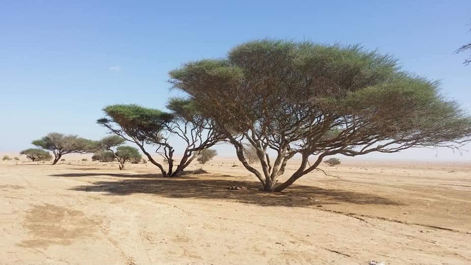 أشجار الاكاسيا بالصحراء الشرقية 