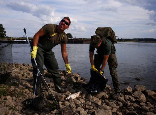 القوات المسلحة البولندية أثناء إزالة الأسماك الميتة من نهر أودر