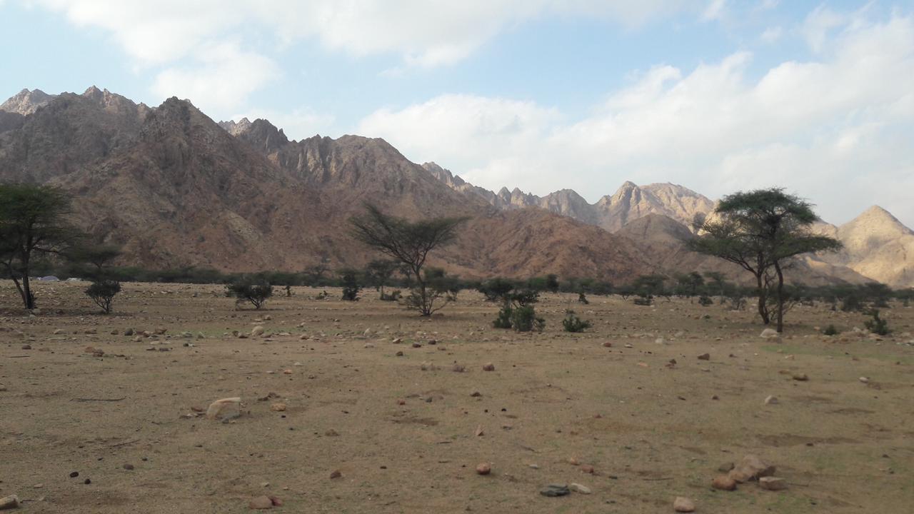 انتشار أشجار الصحراء الشرقية