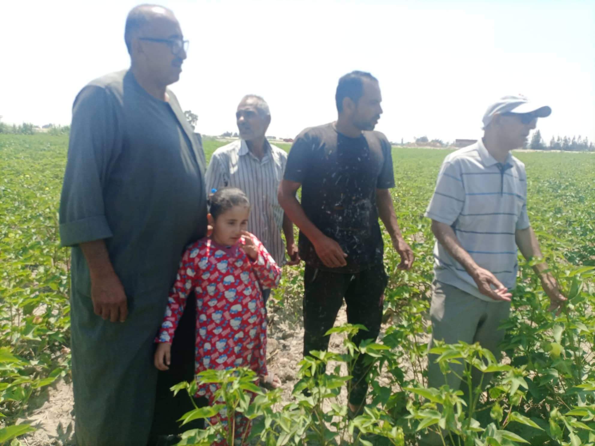 جانب من زيارة اللجنة ومرورها على محصول القطن شرق قناة السويس  (6)