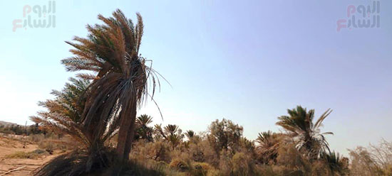 نخيل-رأس-بغدادى-