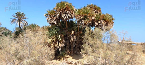 المكان-الوحيد-لاشحار-الدوم-بمحمية-وادى-الجمال
