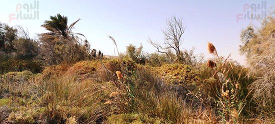 أكثر-الأماكن-من-حيث-الأعشاب-والنباتات