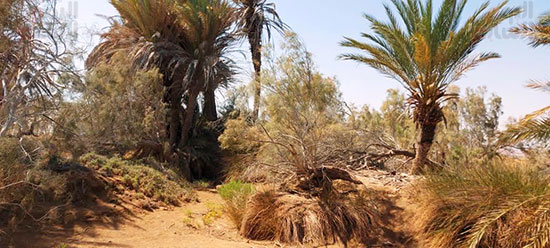 أماكن-لاشجار-النخيل-و-الدوم-