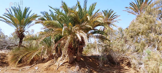 الأهالي-يحنون-النخيل-ويقسم-عليهم-