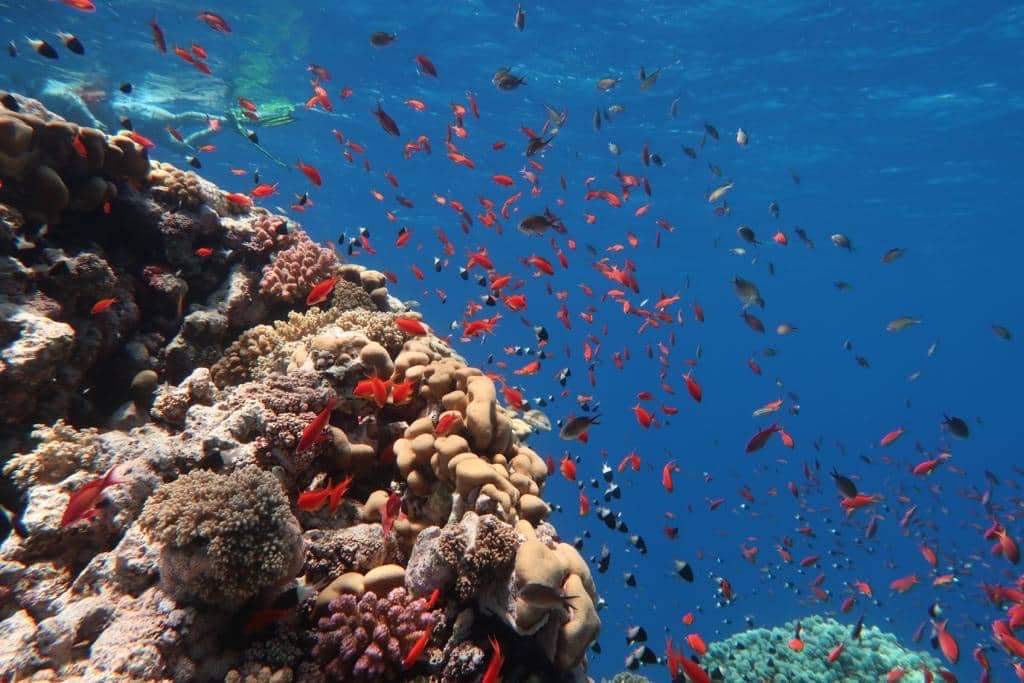 شعاب من ملايين السنين في اعماق البحر الأحمر 