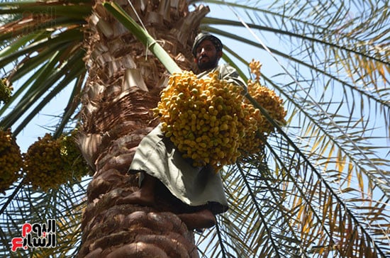 البلح-الأصفر-البرحى-من-مزرعة-الملك-فاروق-جنوب-الأقصر