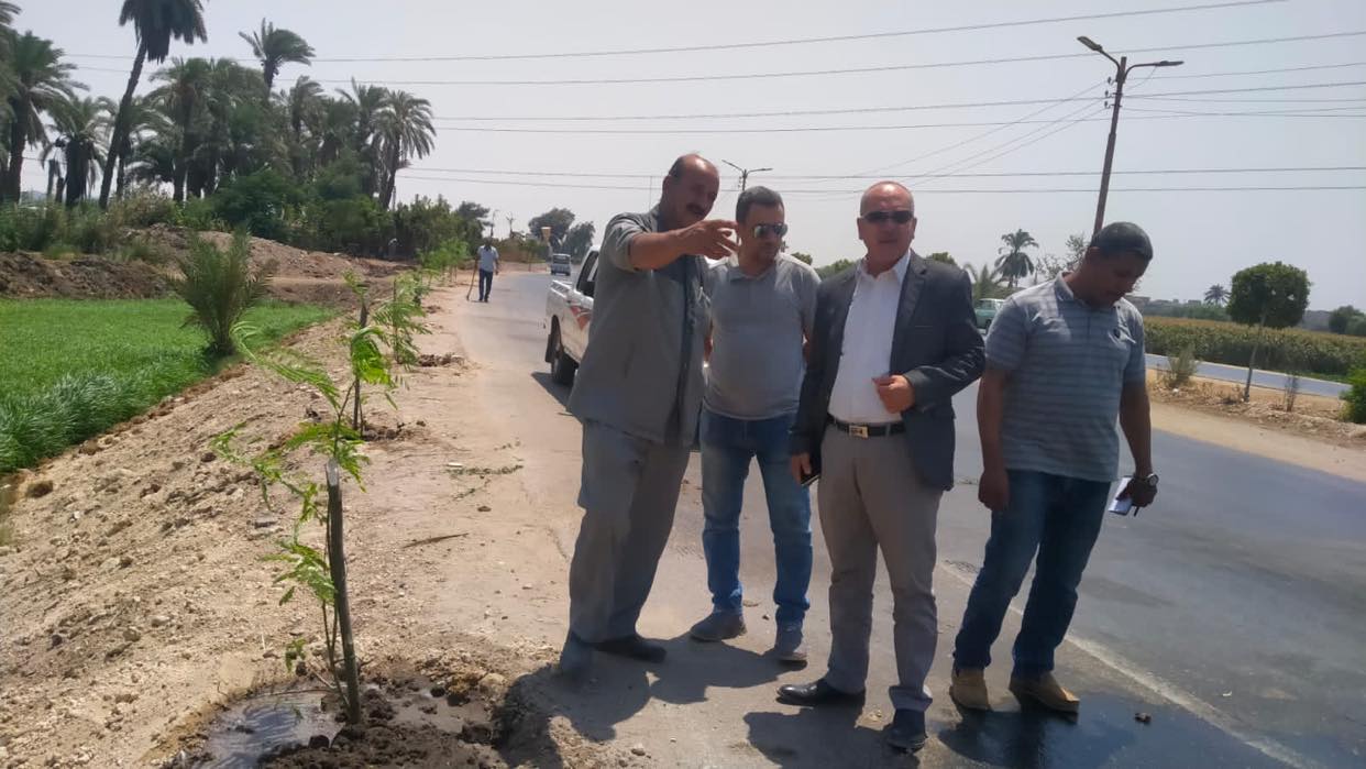 زراعة أشجار مثمرة على جانبي الطريق فى المنيا (2)
