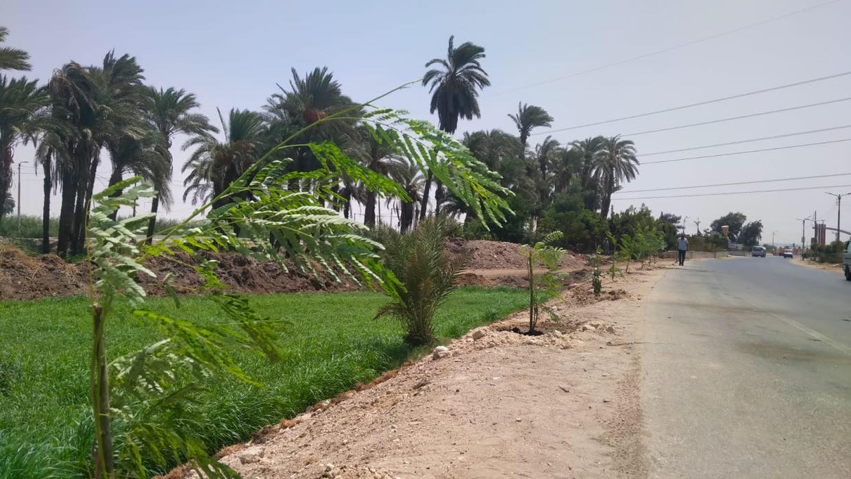 زراعة أشجار مثمرة على جانبي الطريق فى المنيا (4)