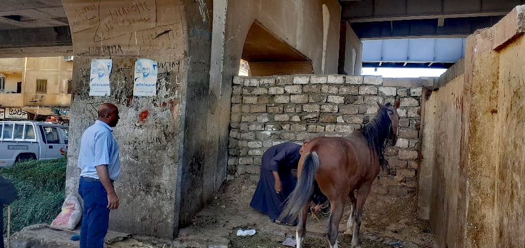 مدينة الأقصر تحرر 3 محاضر مخالفات بيئية لأصحاب الخيول