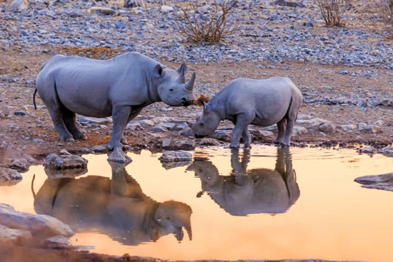 وحيد القرن في متنزه إيتوشا في ناميبيا