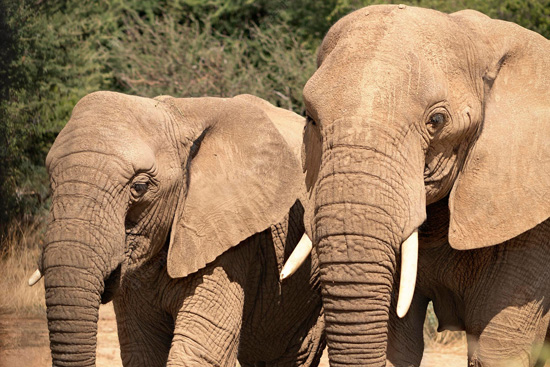 الفيلة في متنزه إيتوشا الوطني بدولة ناميبيا