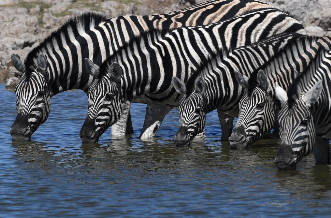 قطيع من الحمير الوحشية تشرب الماء في متنزه إيتوشا الوطني بدولة ناميبيا