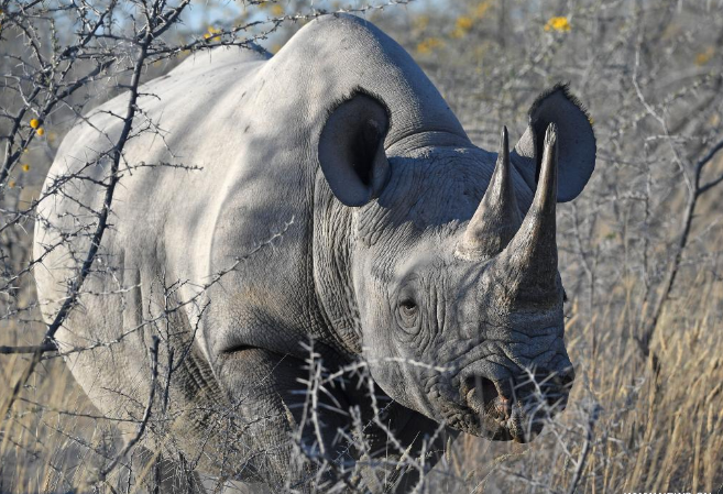 وحيد القرن يتجول في متنزه إيتوشا الوطني في ناميبيا
