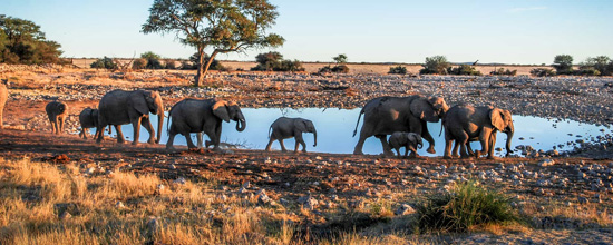 قطيع من الأفيال في متنزه إيتوشا الوطني بدولة ناميبيا