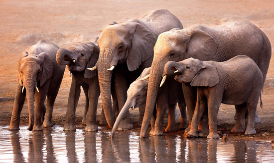 عائلة الأفيال