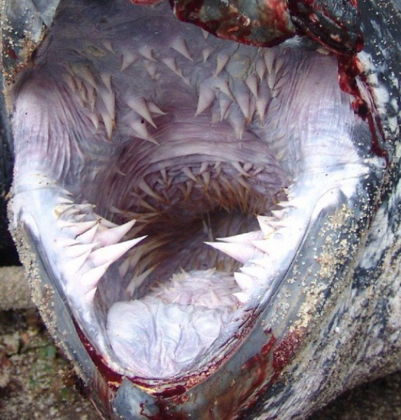 أسنان السلحفاة البحرية