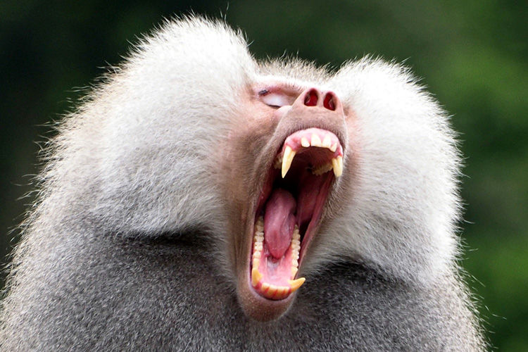 أسنان القرد (1)