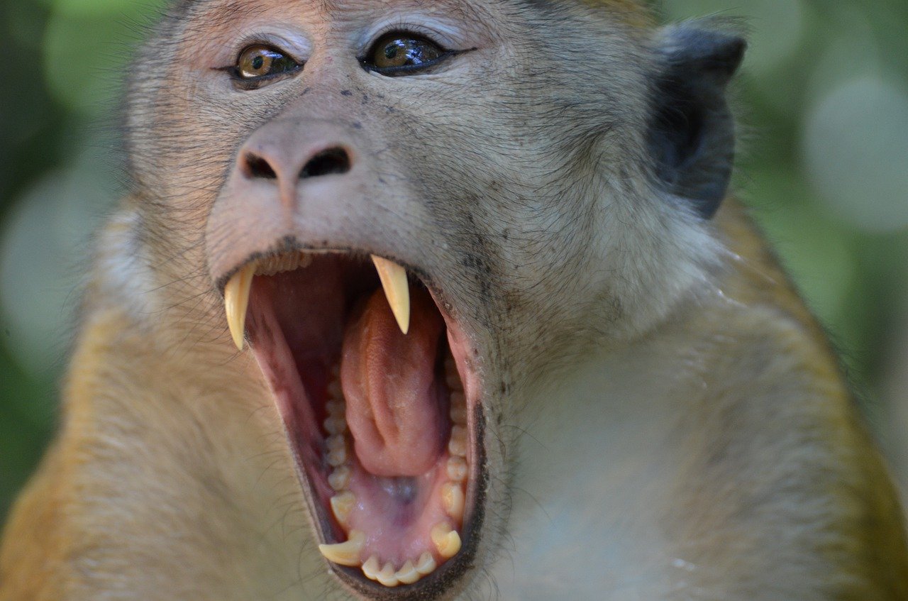 أسنان القرد (2)