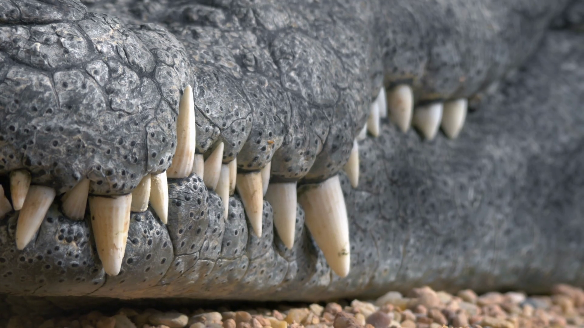 أسنان التمساح (1)