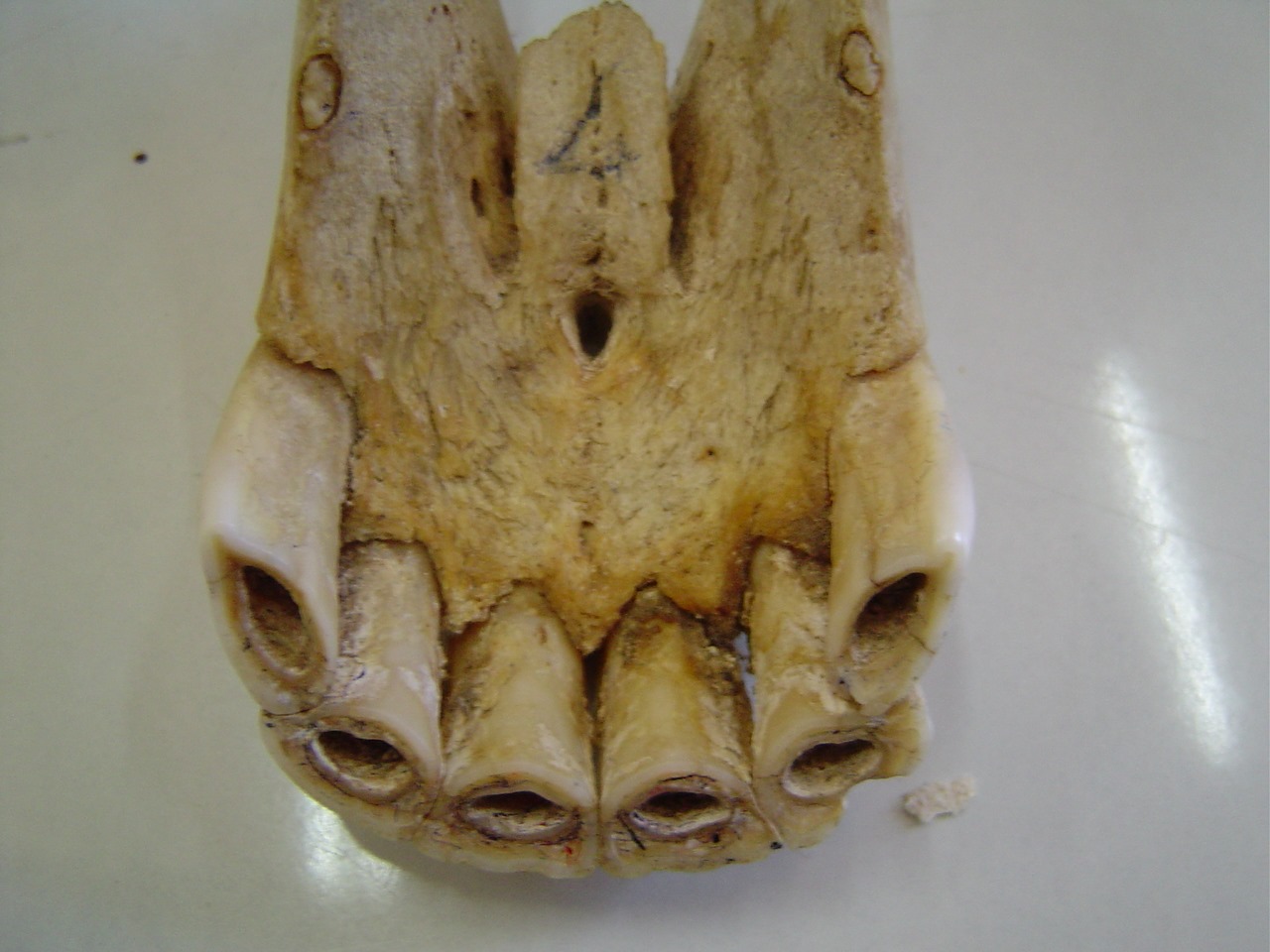 أسنان الحصان (2)