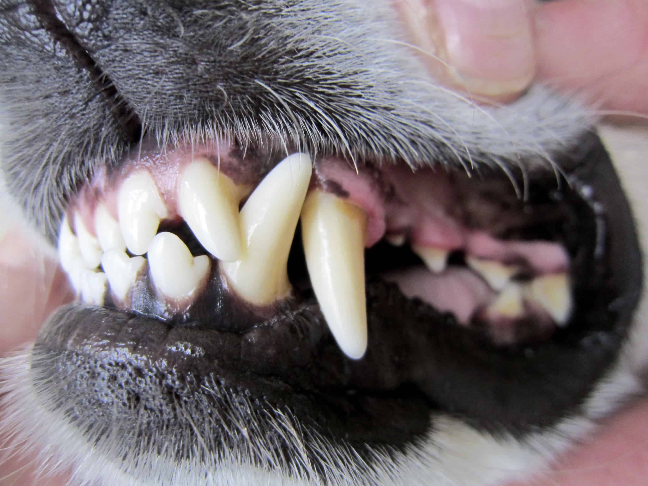 أسنان الكلاب (4)