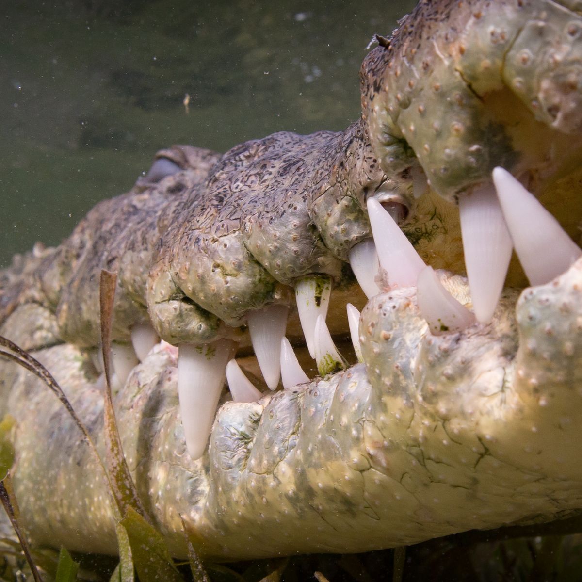 أسنان التمساح (1)