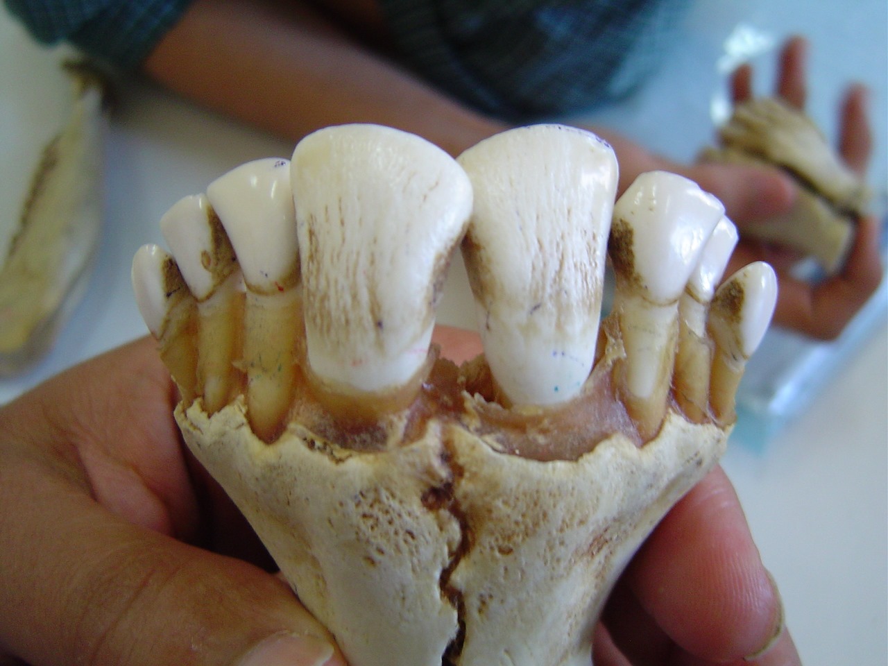 أسنان الأبقار (8)