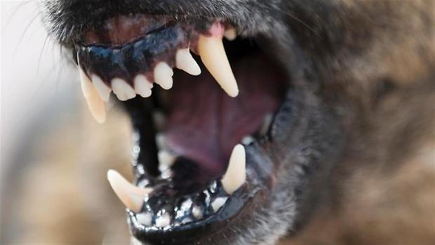 أسنان الكلاب (5)