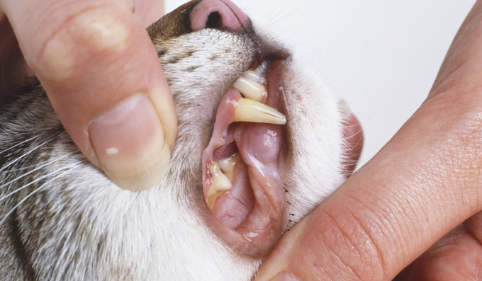 أسنان القطط 3