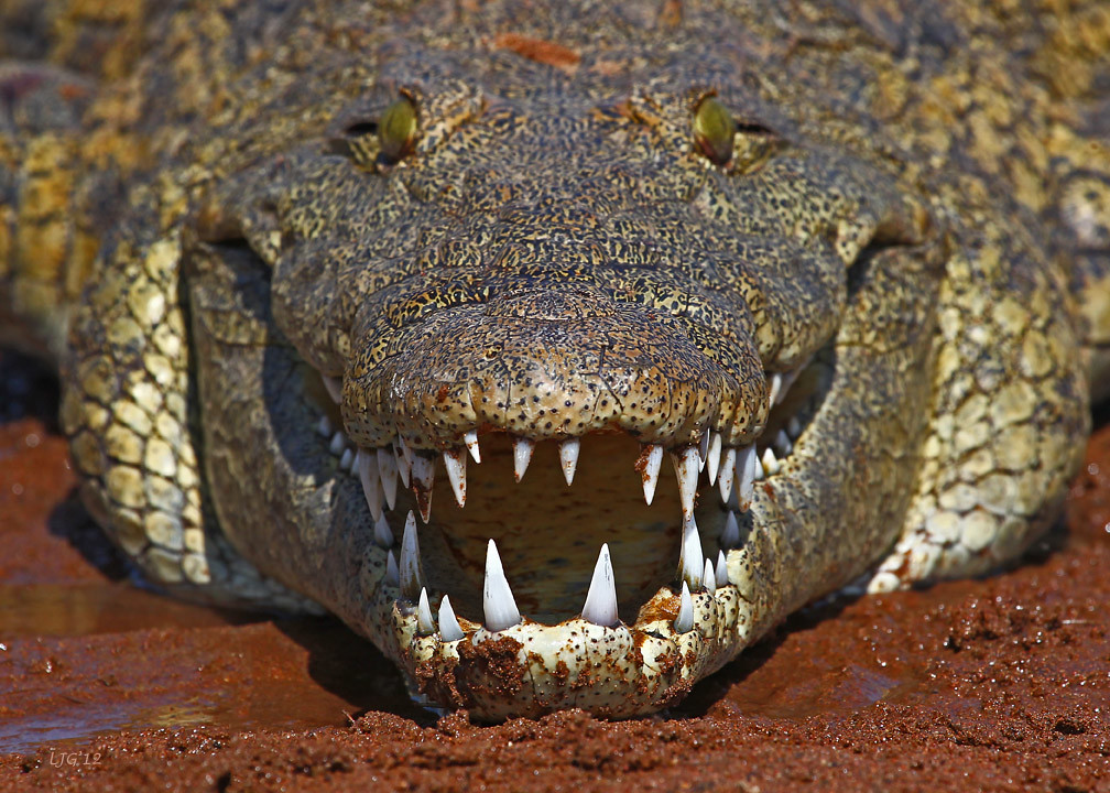أسنان التمساح (3)
