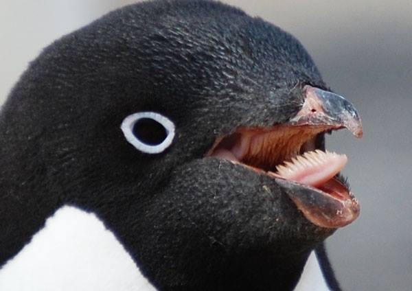 أسنان البطريق