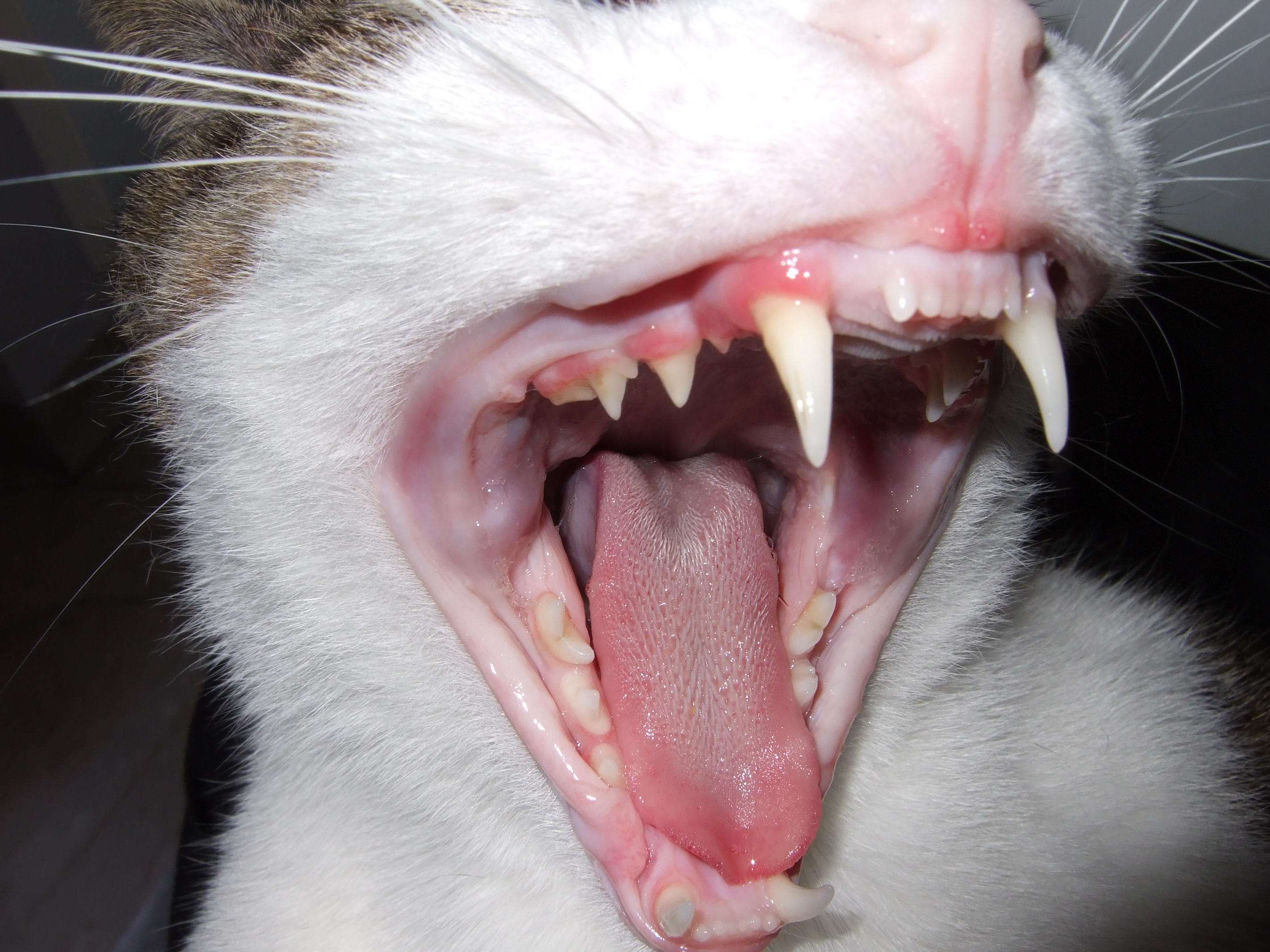 أسنان القطط