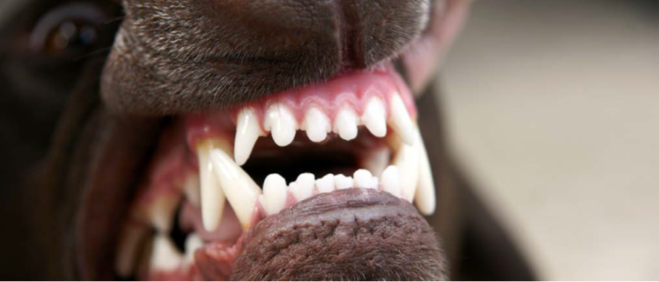أسنان الكلاب (1)