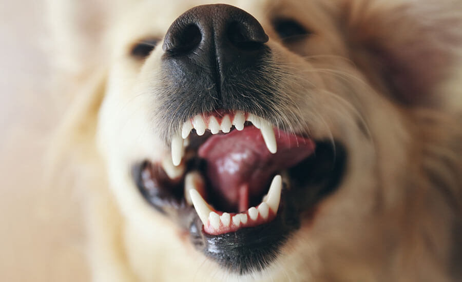 أسنان الكلاب (1)