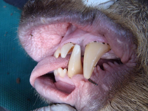 أسنان الدب