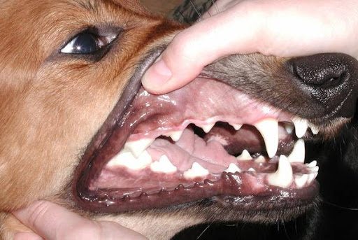أسنان الكلاب (3)