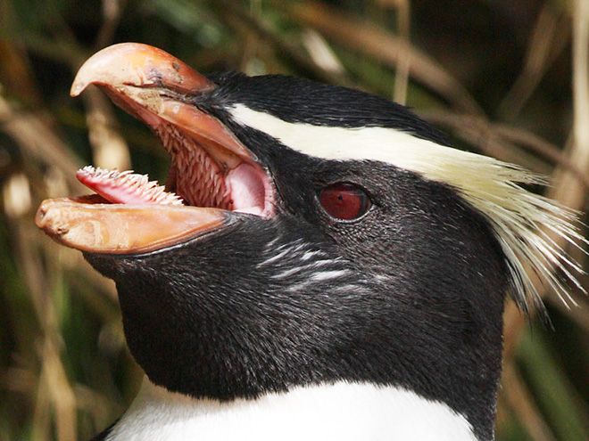 أسنان البطريق2