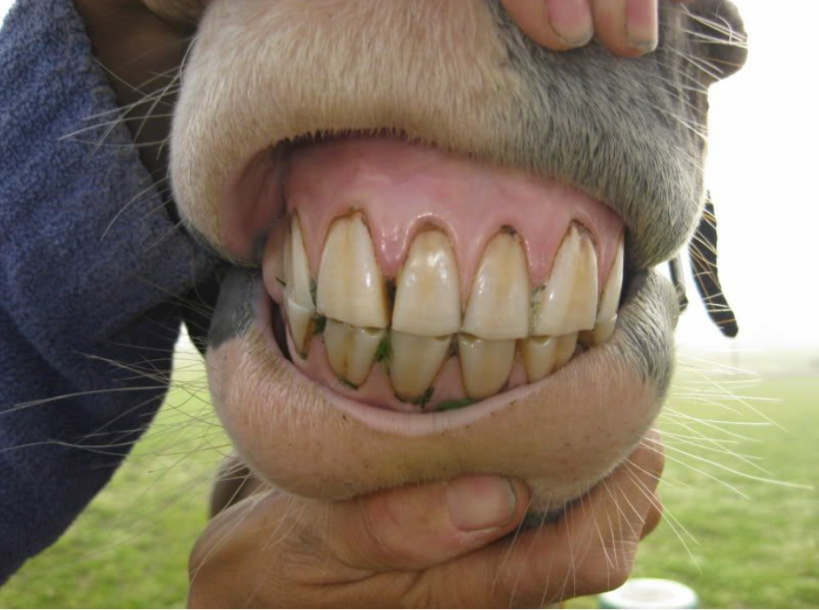 أسنان الحصان (1)