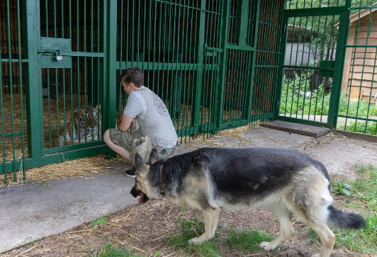 حيوان مفترس أنقذته السيدة من ويلات الحرب الأوكرانية
