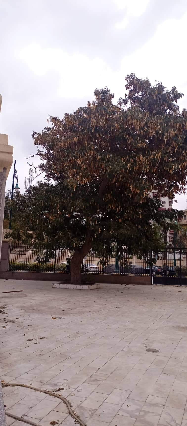 شجرة دقن الباشا الأثرية داخل المسجد العباسى بحى العرب ببورسعيد  (3)