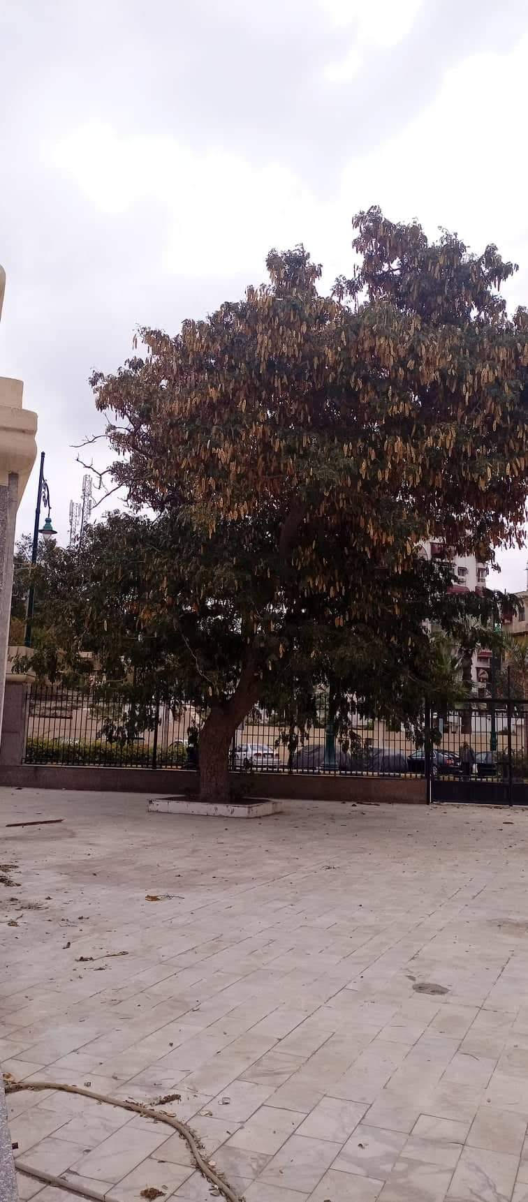 شجرة دقن الباشا الأثرية داخل المسجد العباسى بحى العرب ببورسعيد  (5)