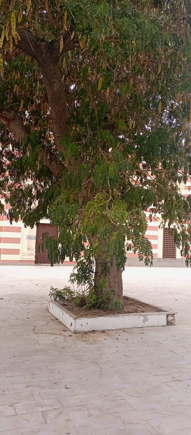 شجرة دقن الباشا الأثرية داخل المسجد العباسى بحى العرب ببورسعيد  (1)