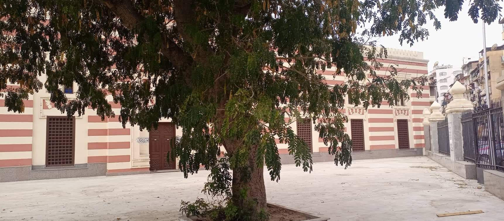 شجرة دقن الباشا الأثرية داخل المسجد العباسى بحى العرب ببورسعيد  (2)