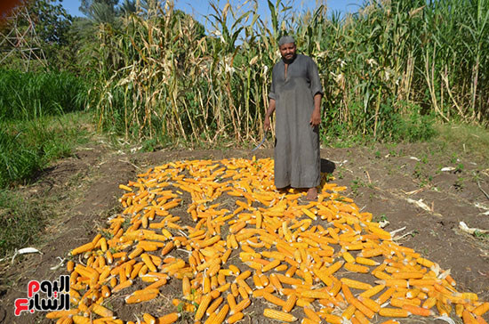 صاحب مزرعة يكشف تفاصيل حصاد الذرة الشامية