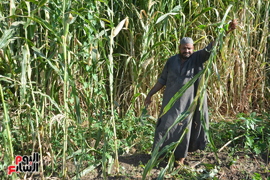 موسم حصاد الذرة الشامية فى مزارع الأقصر