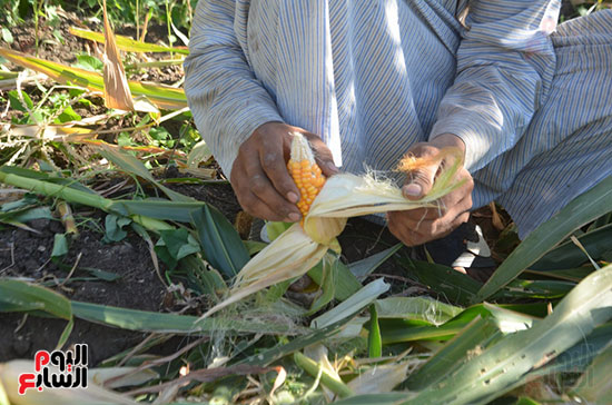 العمل فى موسم حصاد الذرة الشامية فى مزارع الأقصر