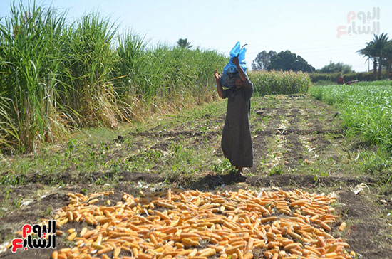 العمل اليومي فى حصاد الذرة الشامية البلدى بالأقصر